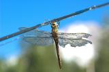A stunned dragonfly who attacked a back cast fly line.  (He recovered.)