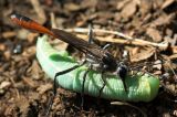 Thread-Waisted Digger Wasp attempting to drag off a caterpillar.