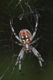 large spider guarding the outside of my office aug 2006