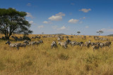 tanzania herd, landscape, serengeti, zebra (IMG_2924 - 20090120).jpg