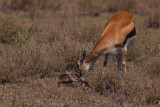 tanzania antelope, ndutu, thompsons gazelle (_MG_2510 - 20090122).jpg
