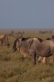 tanzania ndutu, wildebeast (_MG_3180 - 20090124).jpg