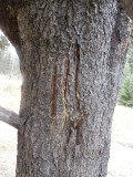 Bear Claw Marks on Tree