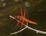 Flame Skimmer 3