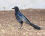 Great-tailed Grackle Male