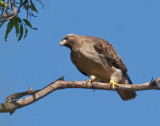 Red Tailed Hawk 1