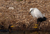 This Snowy Egret Followed the Cormorant Around Waiting to Steal the Catch Away 11