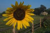 Sunflower Vista