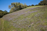 014 Birds Eye Gilia carpet_8484Lr`0903301500.jpg