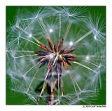 dandelion close square crop.jpg