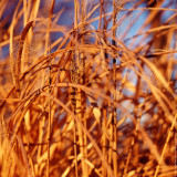 Dried Cane on The Wind