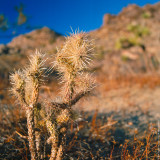 Desert Cactus, CA