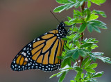 Monarch Butterfly