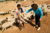 shepherd lets Helen pet sheep