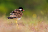 Lapwing and Pratincole