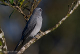 Cuckoo-Shrikes, Trillers & Minivets