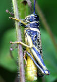 Grasshopper