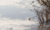 Reeds, Guadalquivir  River and Reflected Sky