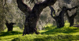 November 11 - Olive Tree