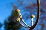 Dogwood Buds
