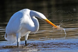 Great Egret & Shrimp