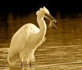 Great Egret & Shrimp