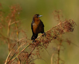 Boat-tailed Grackle