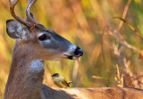 Deer & Passenger