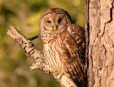 Barred Owl