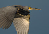 Tricolored Heron