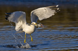 Ring-billed Gull & Fish