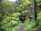 On the Kilauea Iki Trail