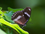 Great Egg-fly (male) 幻紫斑蛺蝶（雄） Hypolimnas bolina