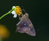 Common Awl (female) 三斑趾弄蝶（雌）Hasora badra