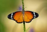 Plain Tiger 金斑蝶 Danaus chrysippus