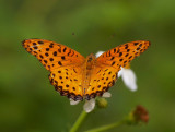 Indian Fritillary (male) 斐豹蛺蝶（雄）Argyreus hyperbius