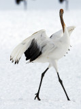 A dancing juvenile crane