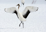 A dancing juvenile crane