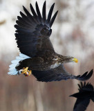 White-tailed Eagle