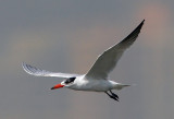 Caspian Tern 紅咀巨鷗