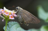 Brown Awl 尖翅弄蝶 Badamia exclamationis