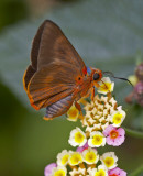Orange Awlet 黑斑傘弄蝶 Bibasis oedipodea
