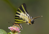 Five-bar Swordtail 綠鳳蝶 Pathysa antiphates