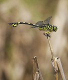 Golden Flangetail 大團扇春蜻 Sinictinogomphus clavatus