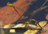 Orange-tailed Sprite 琉球橘黃蟌 Ceriagrion auranticum