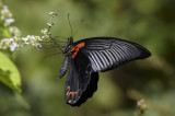 Great Mormon (male) 美鳳蝶 Papilio memnon
