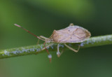 Coreid Bug 一點同緣椿象 Homoeocerus unipunctatus