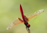 Crimson Dropwing 曉褐蜻 Trithemis aurora