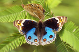 Blue Pansy (male) 翠藍眼蛺蝶 (雄)Junonia orithya