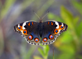 Blue Pansy (female) 翠藍眼蛺蝶（雌）Junonia orithya